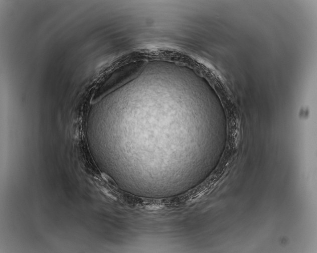 X0000099450965200805301509