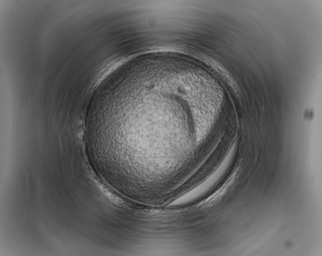 X0000099450985200805301509