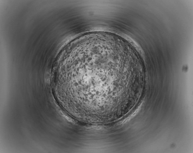 X0000099450993200805301508