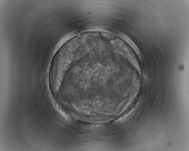 X0000099451002200805301508