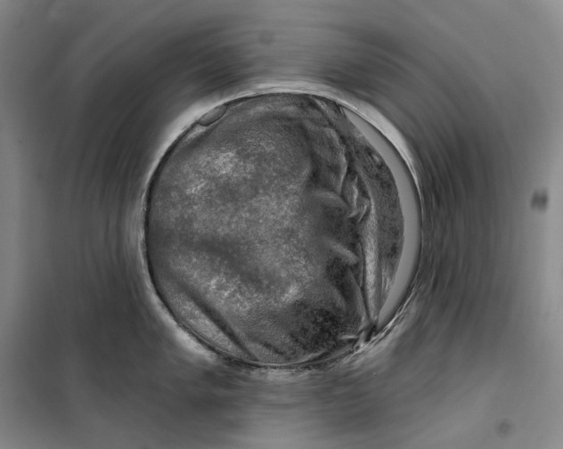 X0000099451005200805301508