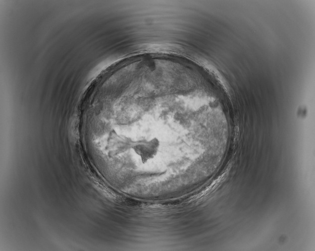 X0000099451019200805301508