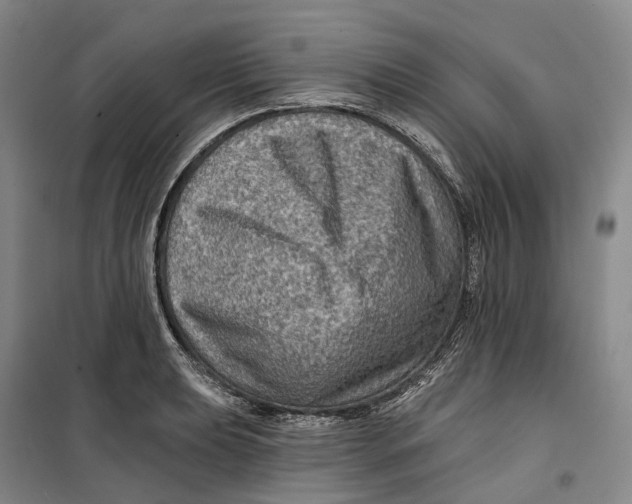 X0000099451039200805301508