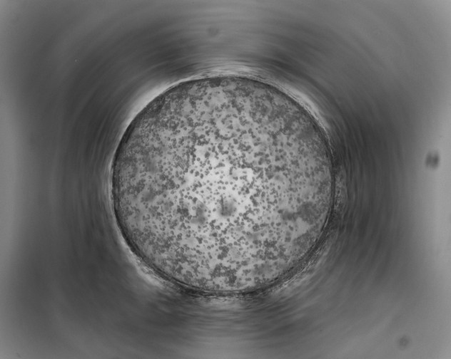 X0000099451047200805301508