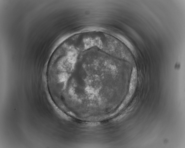 X0000099451055200805301508