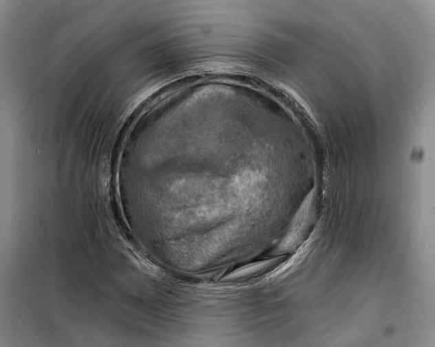 X0000099451065200805301507