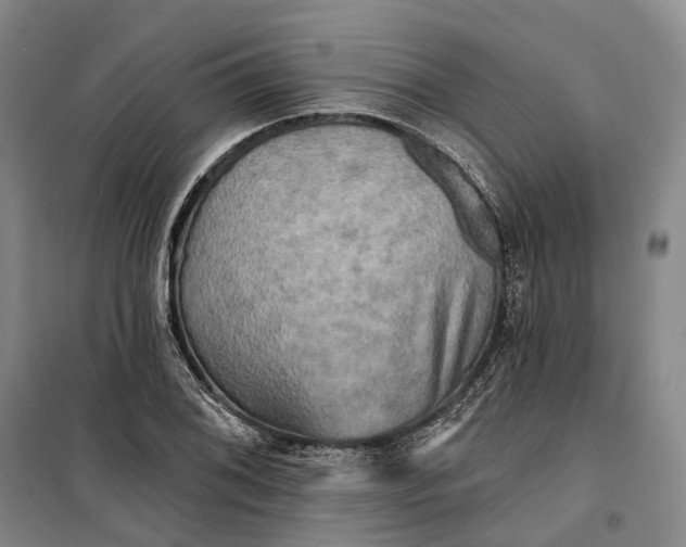 X0000099451076200805301507