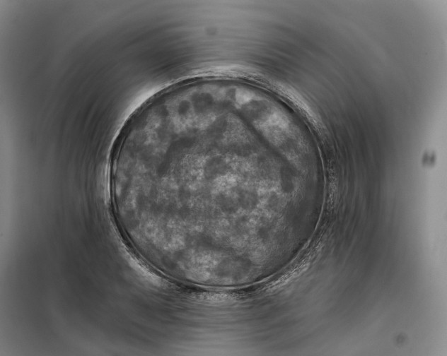 X0000099451079200805301507