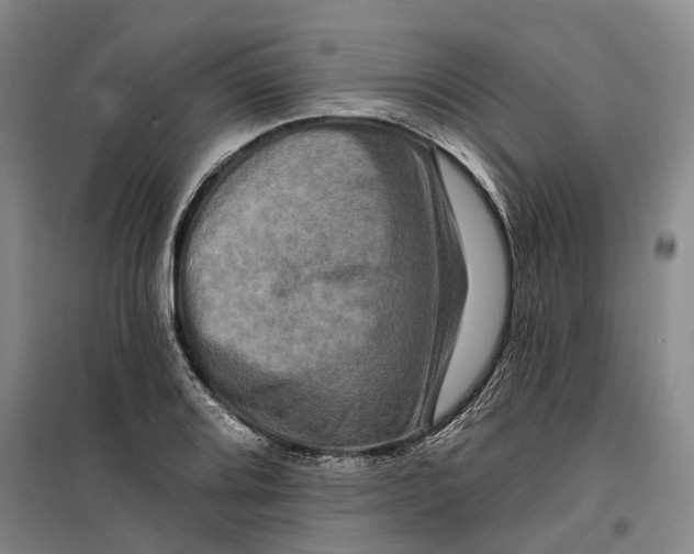 X0000099451080200805301507