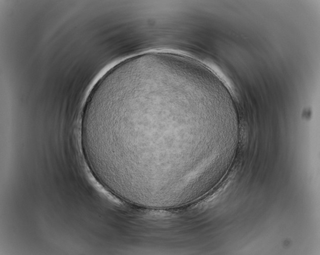 X0000099451100200805301507