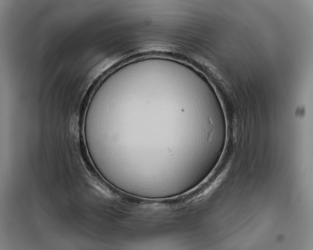 X0000099451113200805301506