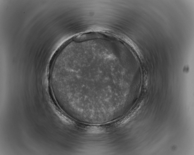 X0000099451124200805301506