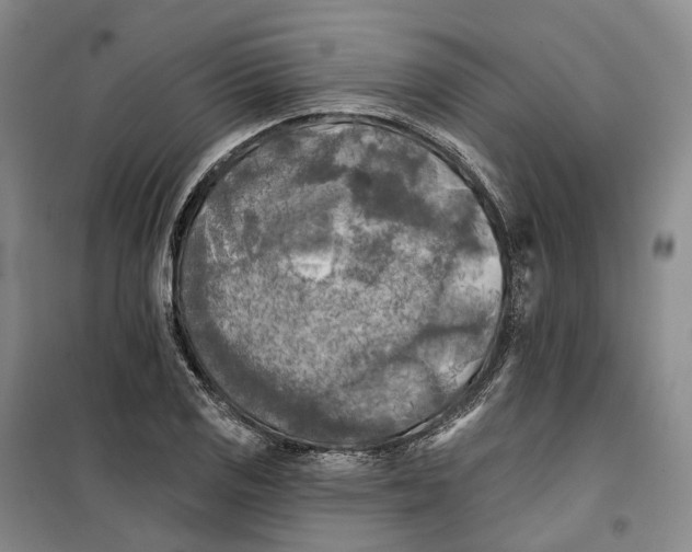 X0000099451125200805301506