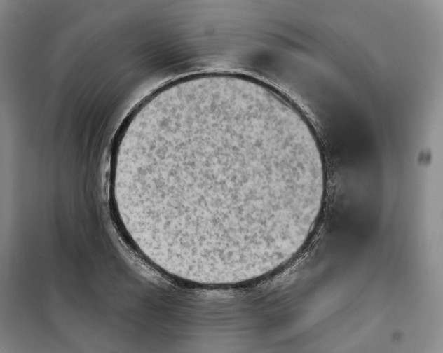 X0000099451126200805301506