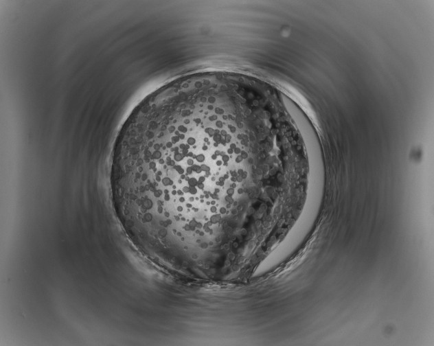 X0000099451146200805301507