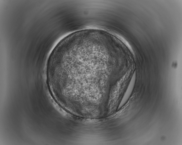 X0000099451148200805301507