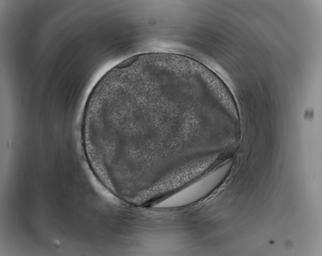 X0000099451152200805301507