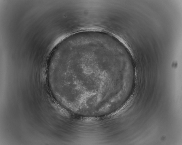 X0000099451163200805301506