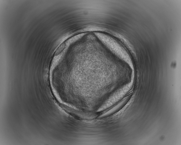 X0000099451185200805301505