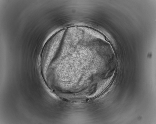 X0000099451198200805301505