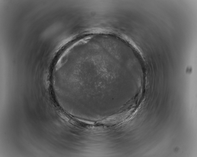 X0000099451213200805301505