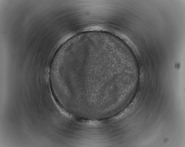 X0000099451233200805301505