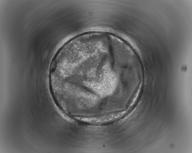 X0000099451237200805301505