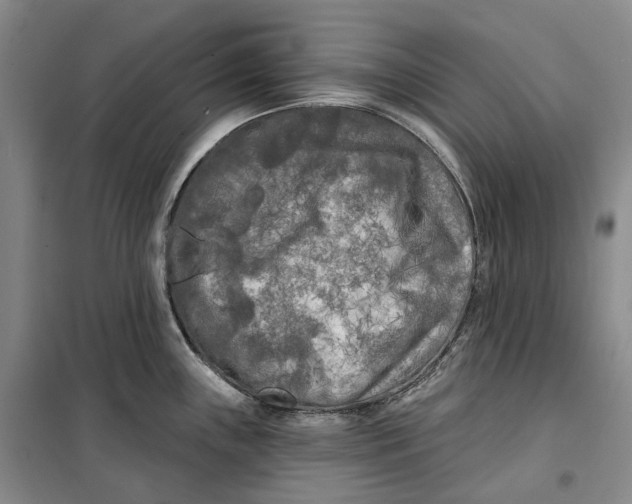 X0000099451243200805301505