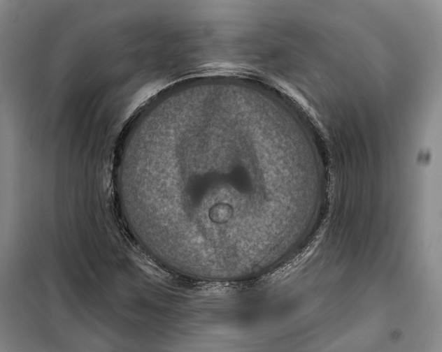 X0000099451259200805301505