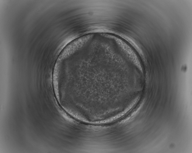 X0000099451289200805301504