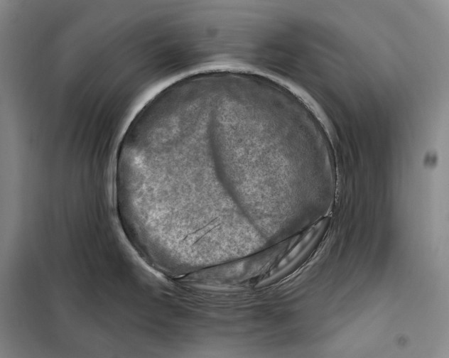 X0000099451295200805301504