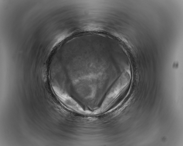 X0000099451306200805301503