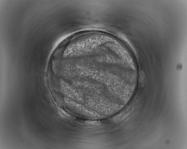 X0000099451320200805301504