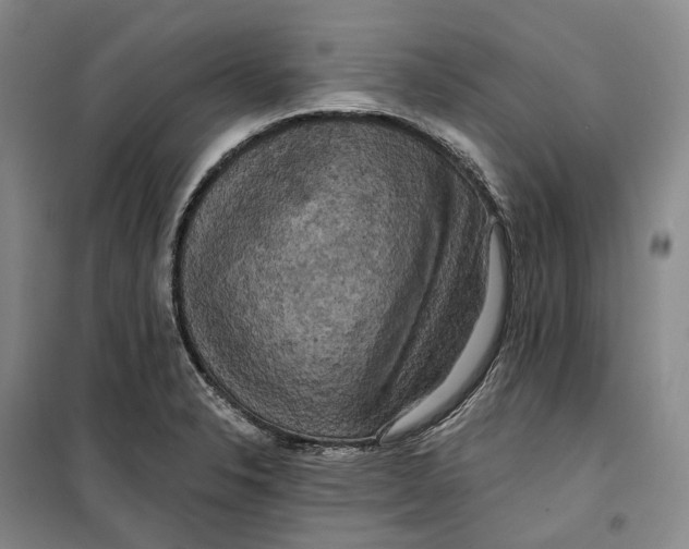 X0000099451326200805301504