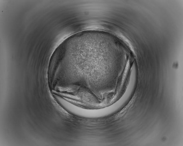 X0000099451330200805301504