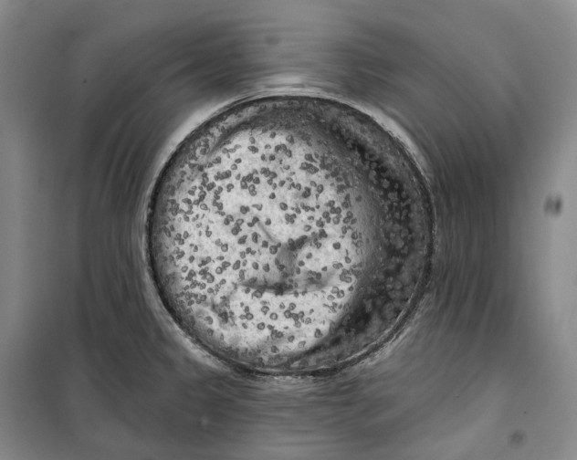 X0000099451333200805301504