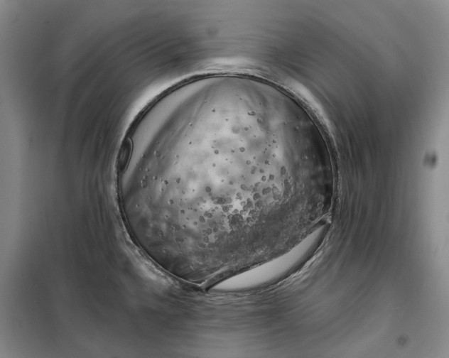 X0000099451336200805301504