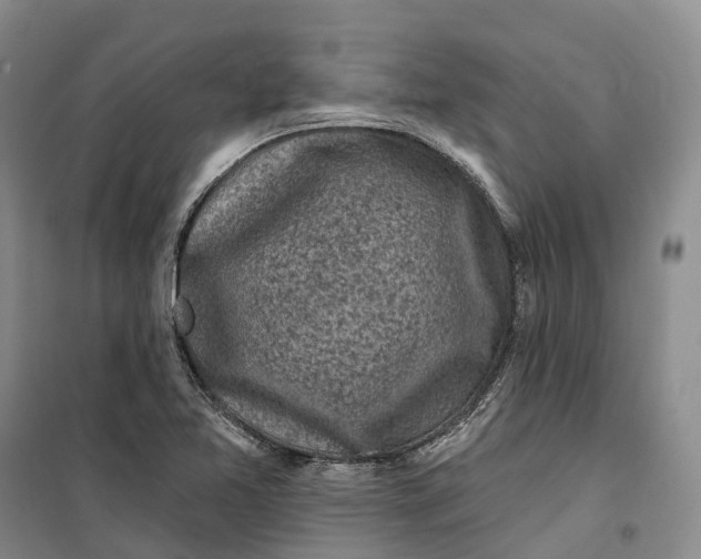 X0000099451365200805301503