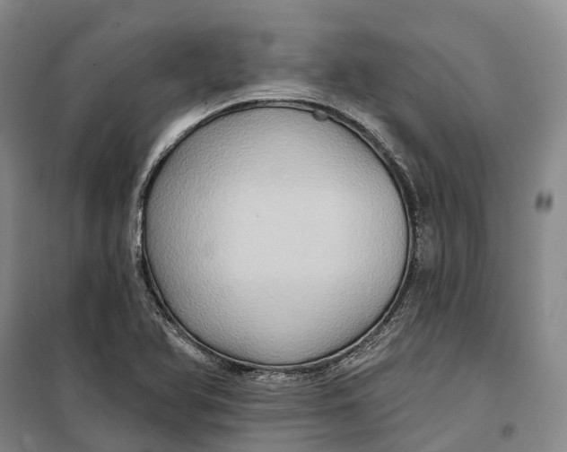 X0000099451366200805301503