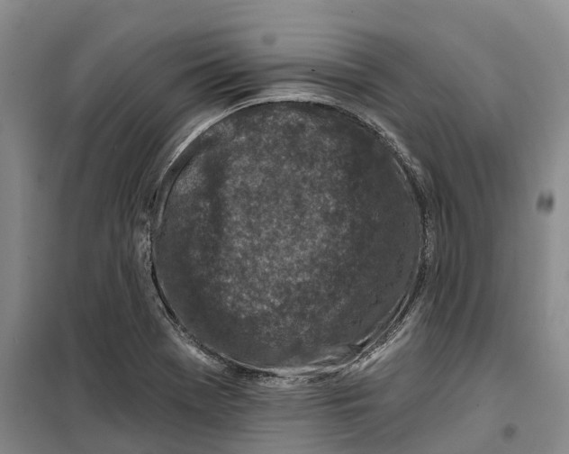 X0000099451369200805301503