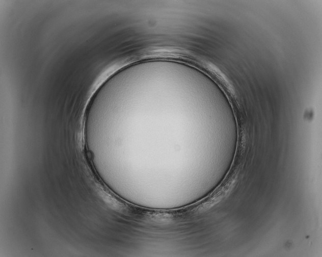 X0000099451370200805301503