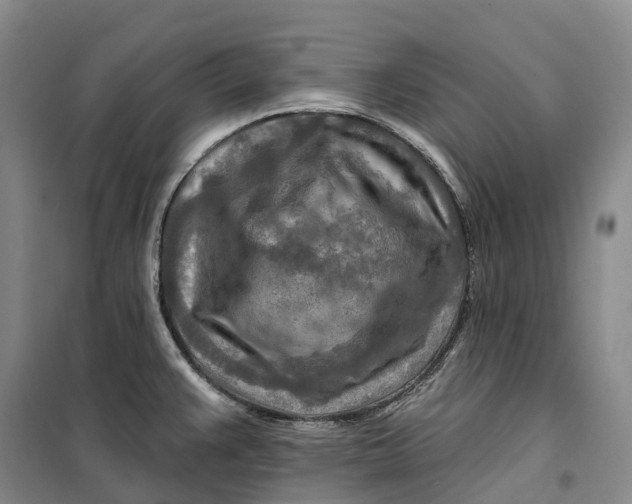 X0000099451383200805301503