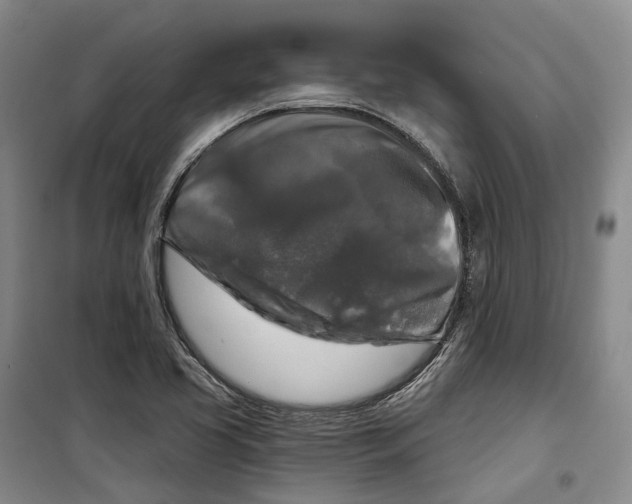 X0000099451413200805301502