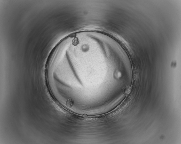 X0000099451423200805301502