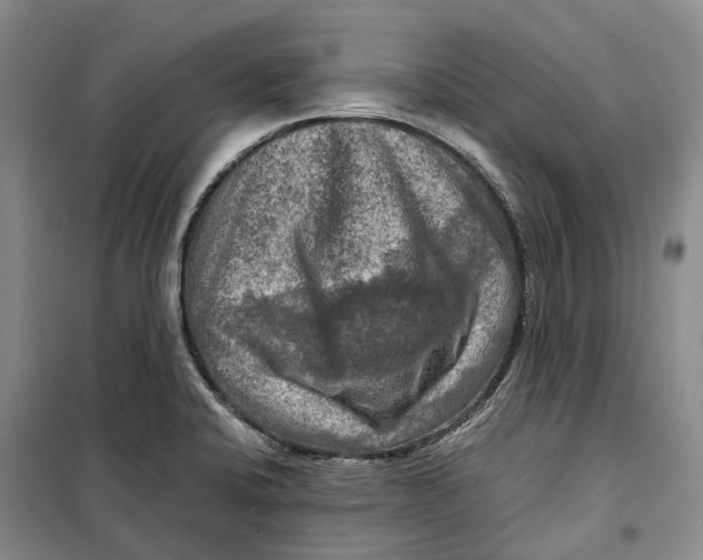 X0000099451424200805301502