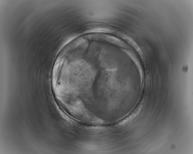 X0000099451425200805301502