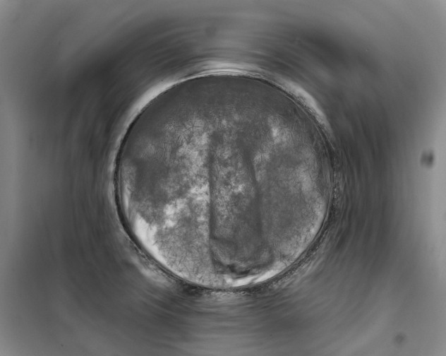 X0000099451427200805301502