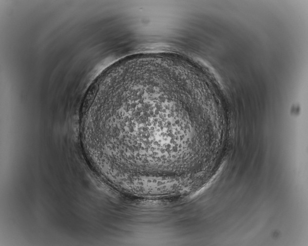 X0000099451457200805301502