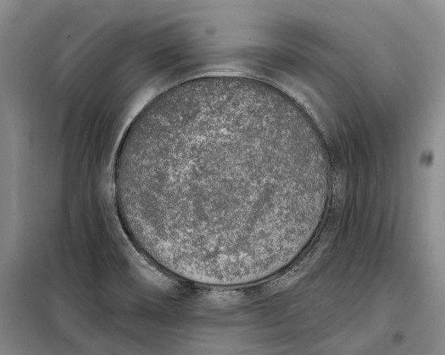 X0000099451466200805301502