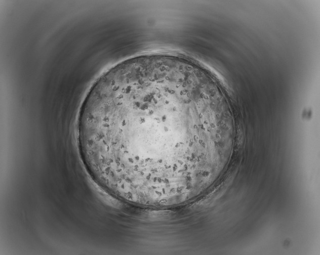 X0000099451471200805301502